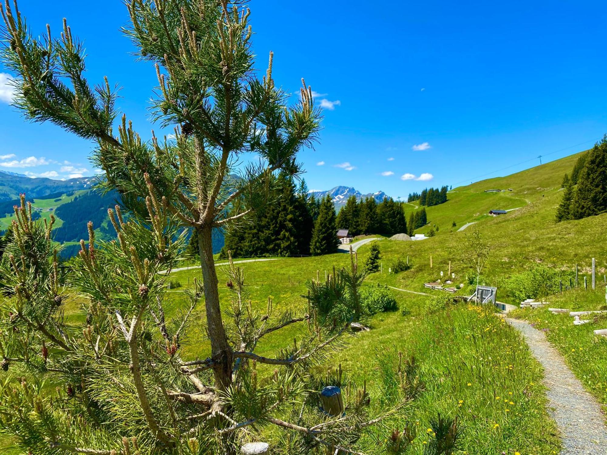 Alm Seasons Premium Chalet & Studios Σάαλμπαχ-Χίντεργκλεμ Εξωτερικό φωτογραφία